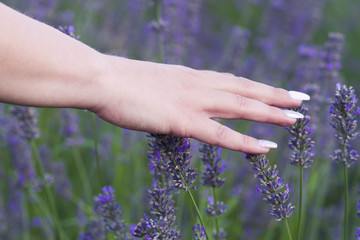 woman's hand touching lavender