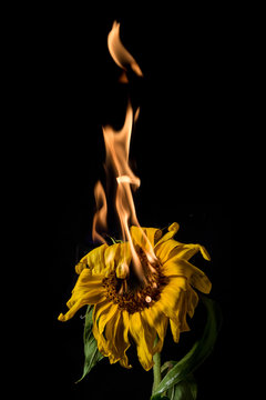 sunflower on fire