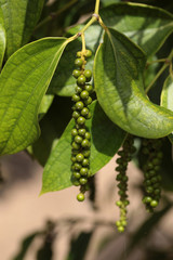  green pepper seeds - black pepper growing 