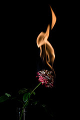 rose on fire - 118629465