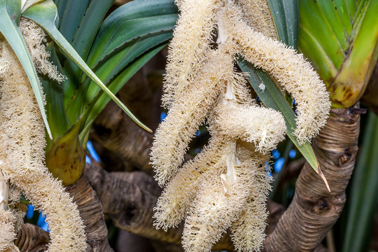 Fleur de Vacoa
Vacoa en fleurs &icirc;le de la R&eacute;union.