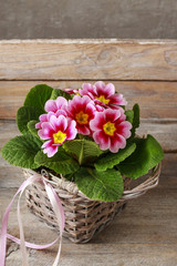 Pink primula flowers in a wicker basket