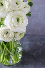 White persian buttercup flowers (ranunculus)