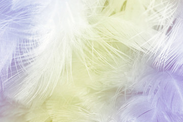 Fototapeta na wymiar Soft focus fashion Color Trends Spring Summer fluffy feathers abstract texture background