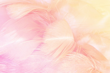 Fototapeta na wymiar Closeup soft focus fashion Color Trends Spring Summer fluffy feathers abstract texture background