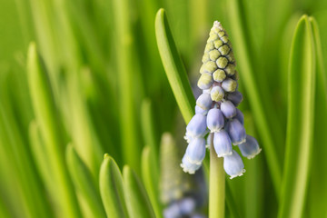 Obraz premium Blue muscari flowers (Grape Hyacinth).