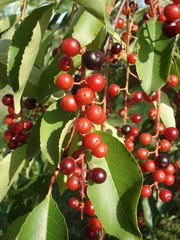 Sambucus red berries and leaves
