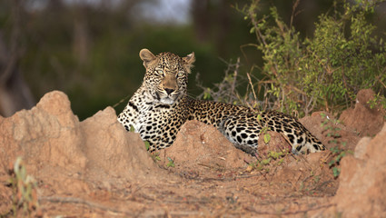 Fototapeta premium Leopard