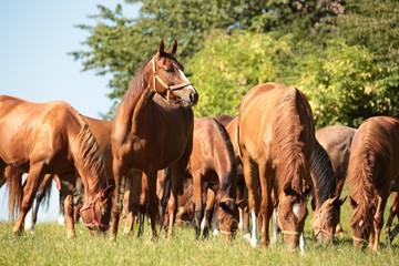 Fototapeta premium Konie na tle drzew
