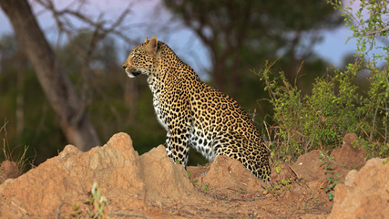 Leopard