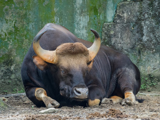 Close up of Male Gaur
