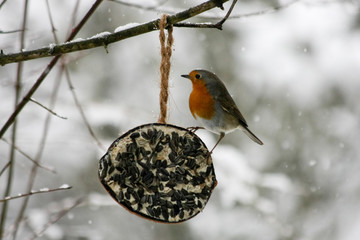 Rotkehlchen im Winter