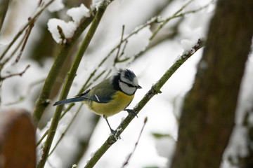 Blaumeise im Winter