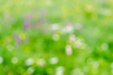 Obraz premium blurred nature background summer meadow