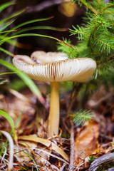 Mushroom toadstool in autumn