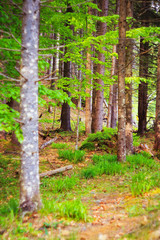 Abstract forest landscape