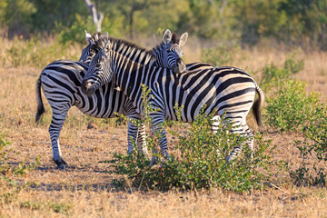 Zebras