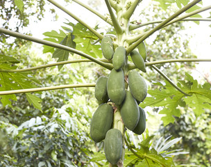 papaya Tree