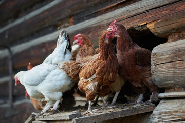 rooster or chickens on traditional free range poultry farm