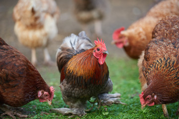 rooster or chickens on traditional free range poultry farm