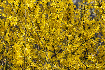 Forsythia beautiful blooming yellow flowers background closeup