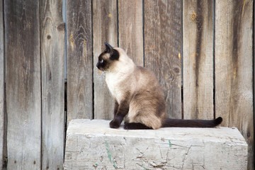Beautiful cat in the yard sitting on the log and looking straight, and thinking... Siamese cat close up. Cat chameleon as attuned to the wall color. © fotoduets