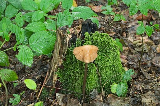 Fairy-mushroom grew up near a stump covered with moss.
