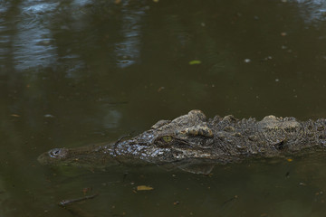 Close up saltwater crocodile waiting in the water