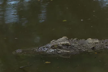 Crédence de cuisine en verre imprimé Crocodile Close up saltwater crocodile waiting in the water