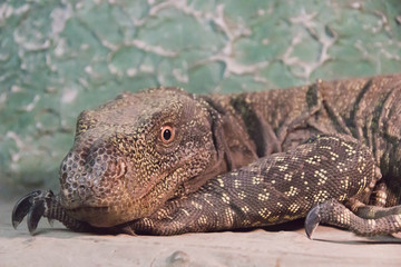 large lizard on a rock