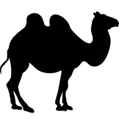 camel or dromedary silhouette