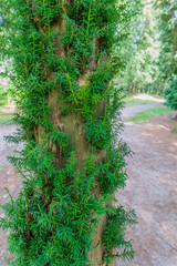 beautiful sprouted all over conifer tree trunk in a forest landscape