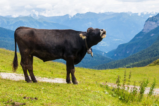cow mooing on the Alps