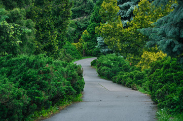 Green alley in the park on spring 