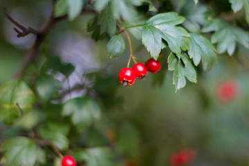  berries of hawthorn on a branch with green leaves