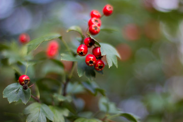  berries of hawthorn on a branch with green leaves