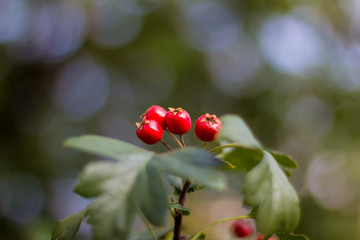  berries of hawthorn on a branch with green leaves