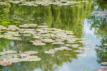 Obraz na płótnie Canvas Water Lily Pond
