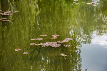 Water Lily Pond