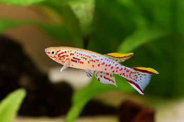 Obraz premium Blue Lyretail Killi Fish killifish Fundulopanchax gardneri Aquarium fish 