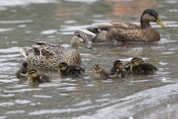 duck with her ducklings at lake