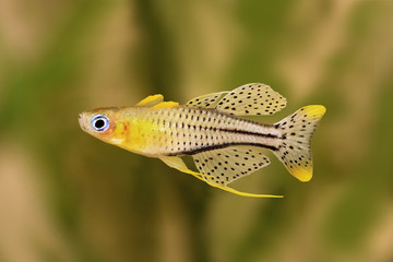 spotted blue eyed rainbow fish Pseudomugil gertrudae aquarium fish Gertrude's Blue-Eye