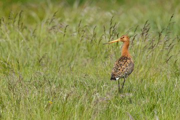 Icelandic Black-tailed Godwits (Limosa Islandica)