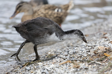 moorhen at lake