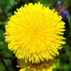 dandelion