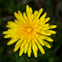 dandelion