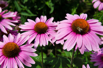 Echinacea Blüte mit Biene beim Nektar sammeln © grafxart