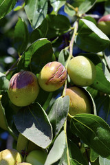 Jojoba  green plant