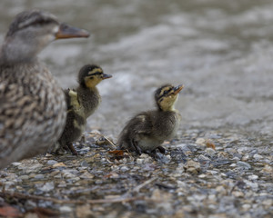 duck with her ducklings at lake