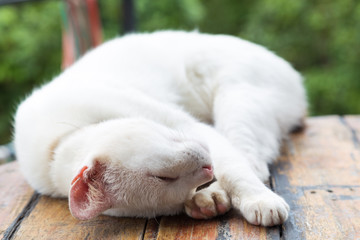 Portrait of white cat on wood table
